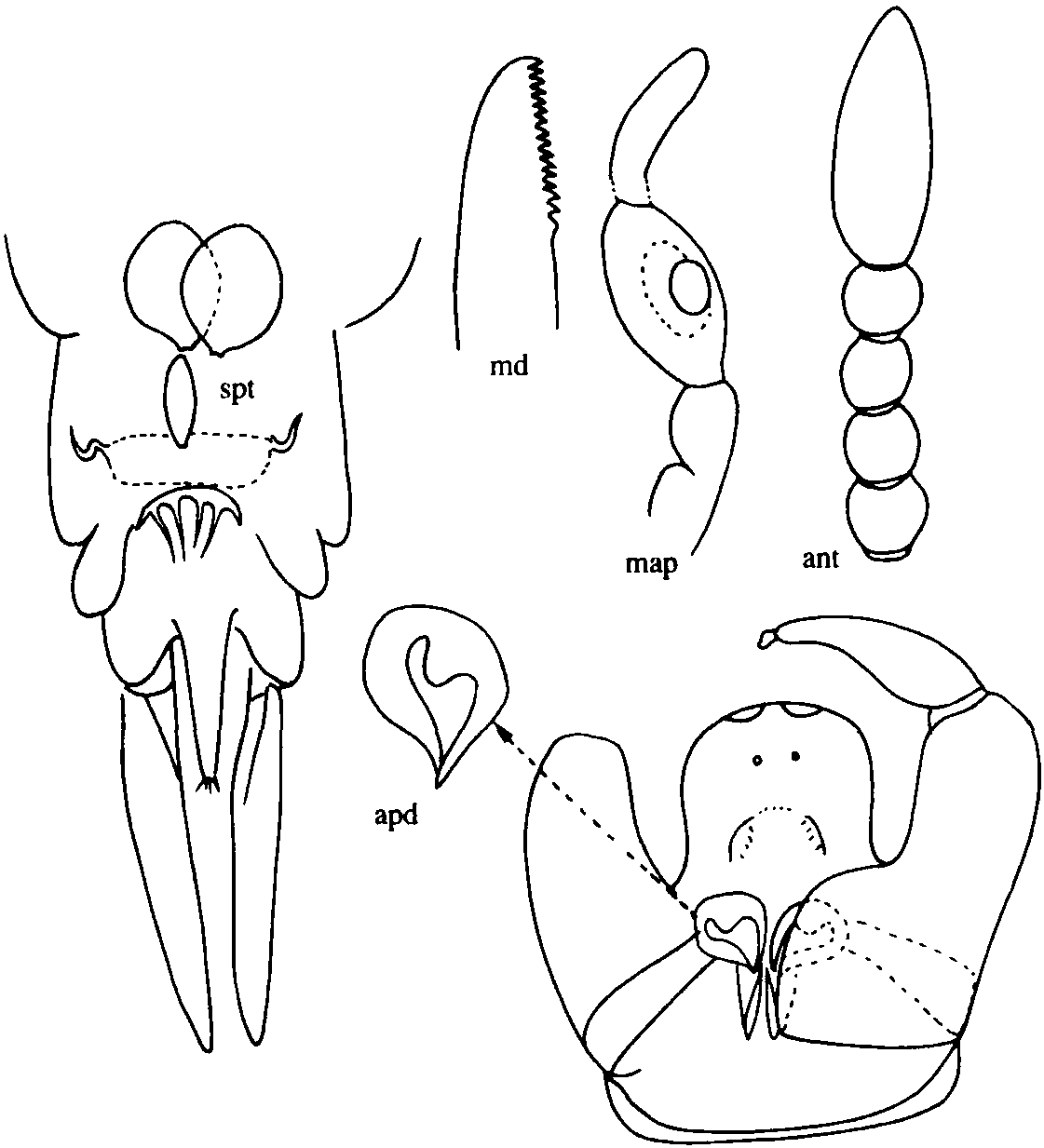 18.寧夏細(xì)蠓